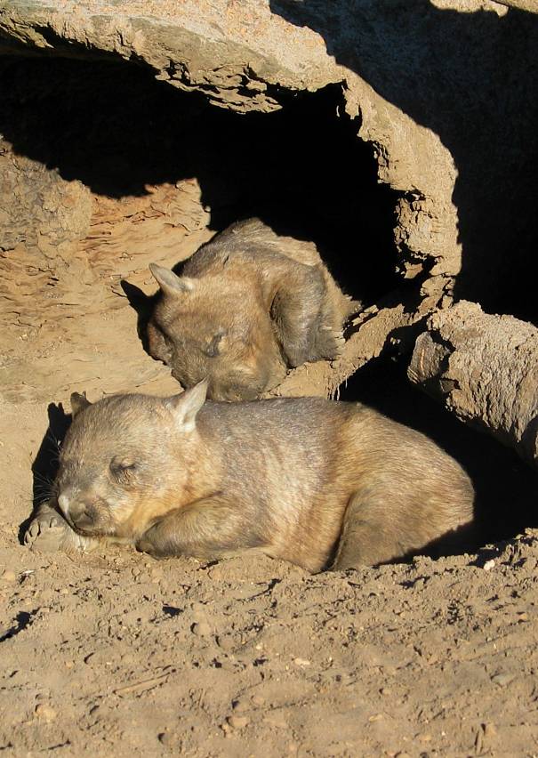 hairy-nosed wombats