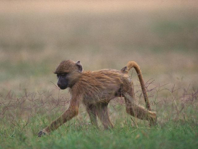 baby baboon