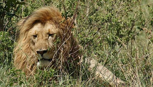 old male African lion