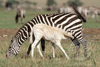 golden zebra