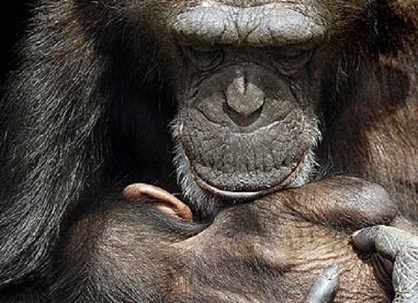 chimp mother with baby n arms