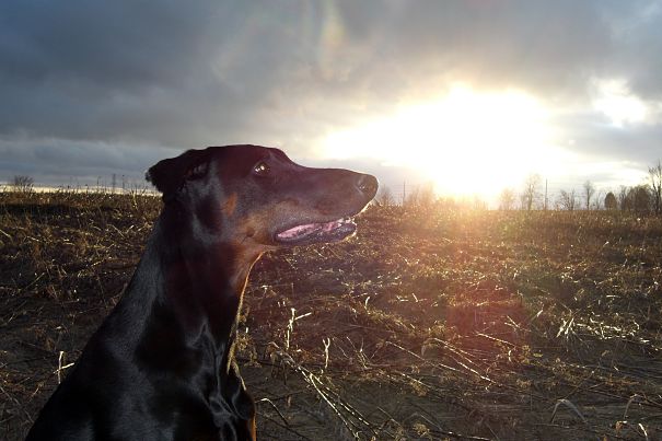 Doberman at twilight