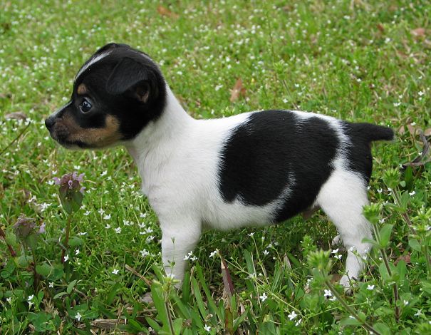 fox terrier puppy