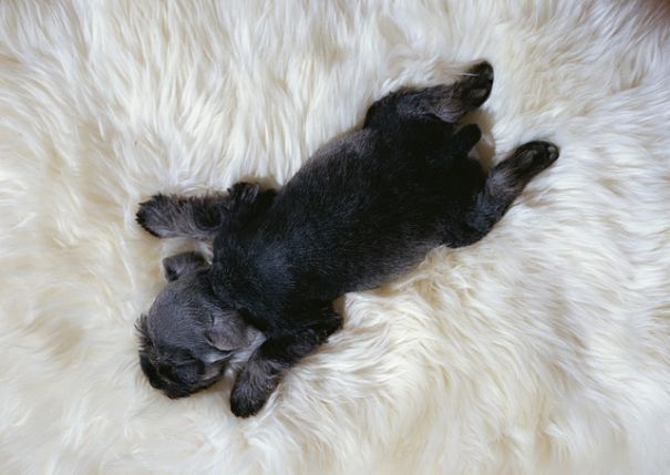 schnauzer puppy