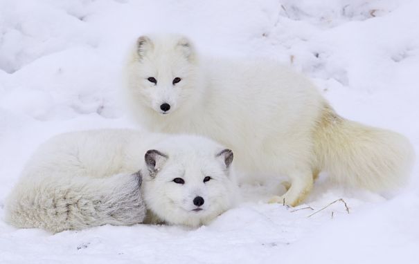 arctic fox pair