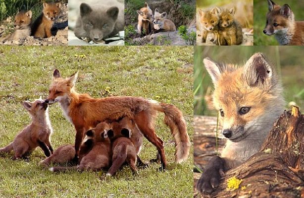 fox mother and babies