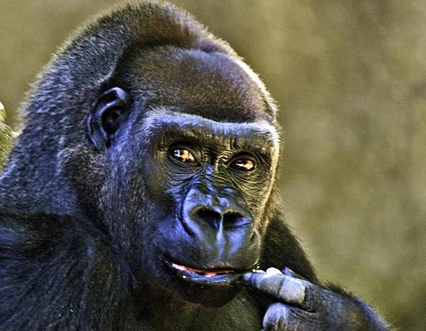 gorilla in deep thought