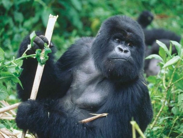 Eastern lowland gorilla