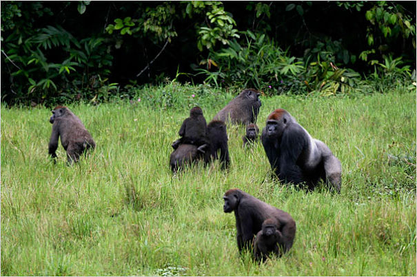 western lowland gorillas