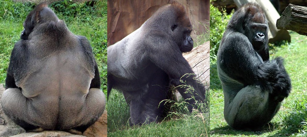 silverback gorillas