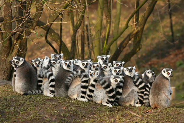 ring-tailed lemurs