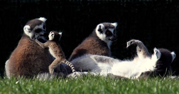 lemur lounge