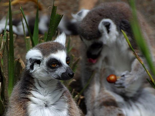 lemur with fruit