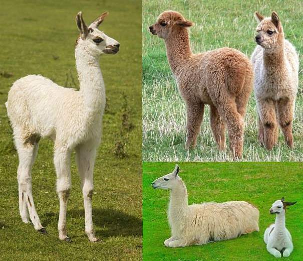 baby llamas and alpacas