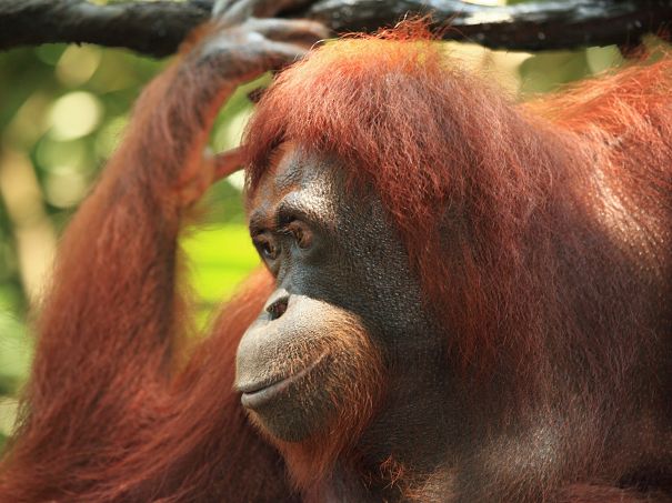 beautiful orangutan portrait