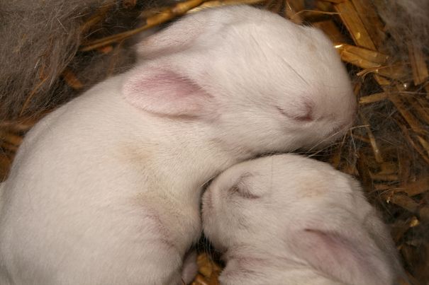 rabbit kits