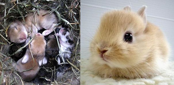 baby rabbits, baby bunny