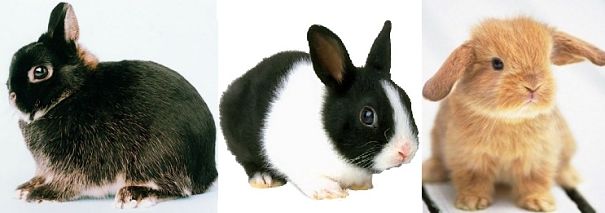 Netherland dwarf, Dutch, Mini-lop