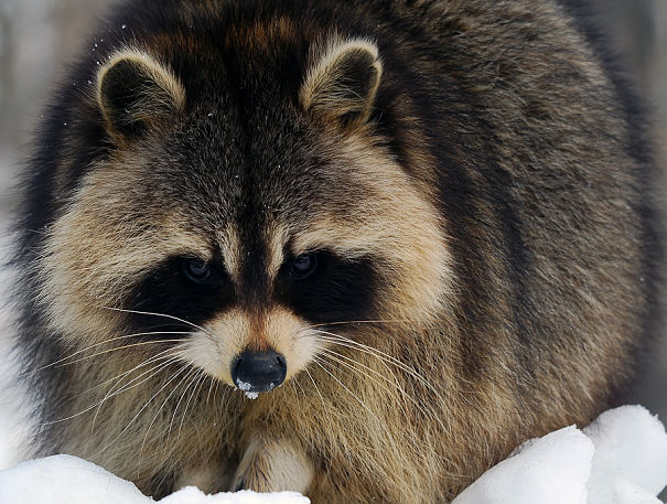 raccoon