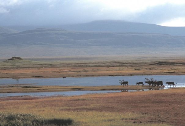 reindeer herd far away