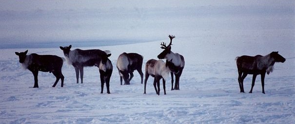 reindeer herd