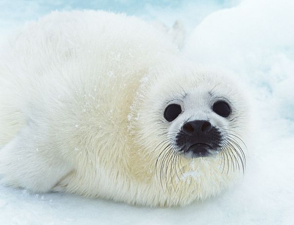 Arctic Seal Facts For Kids Kids Matttroy