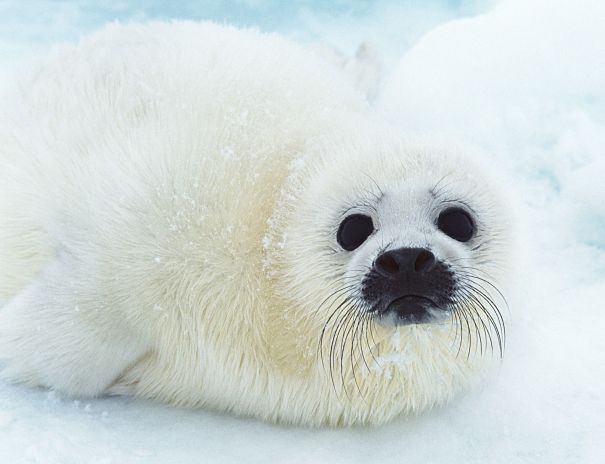 baby harp seal