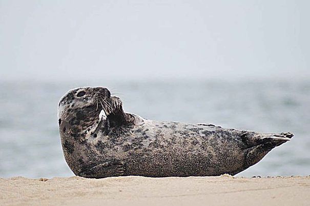 seal on the beach