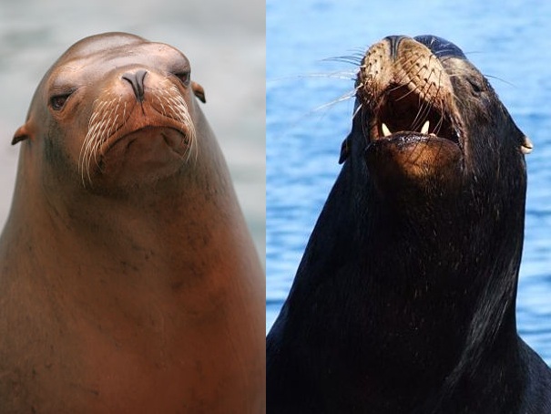 huge elephant seal