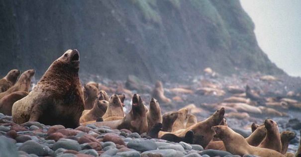 sea lions on rocks