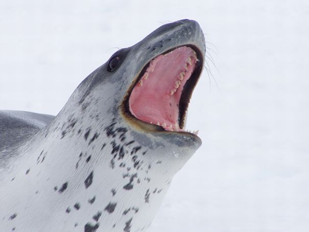 roaring leopard seal
