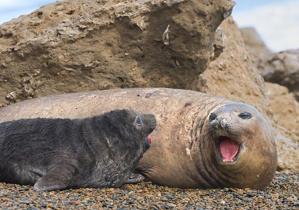 seal mother and baby