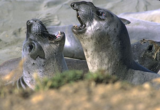 young male and female elephant seals
