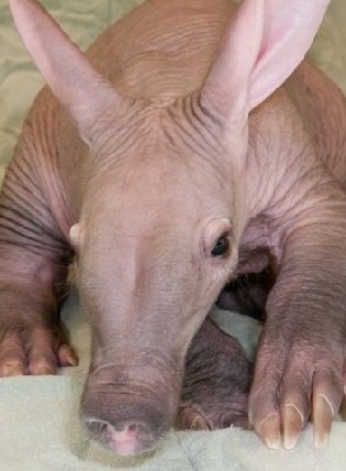 aardvark portrait