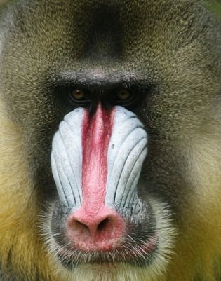 mandrill portrait