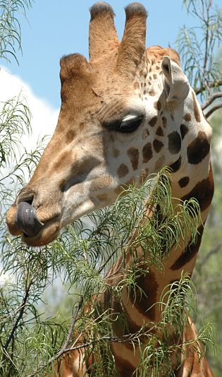 giraffe portrait