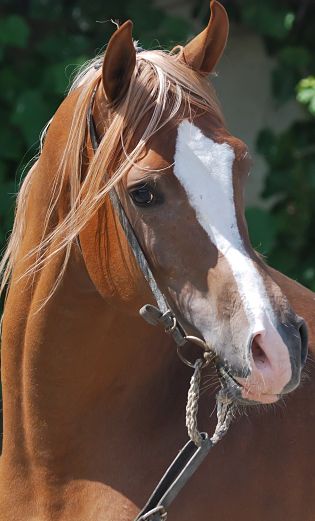 Horse Portrait