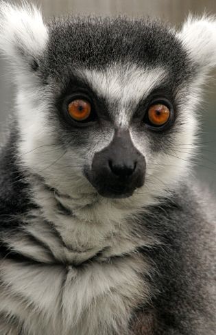 Lemur Portrait