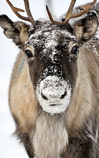 reindeer portrait