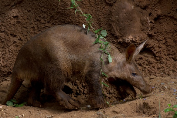 aardvark sniffing underground