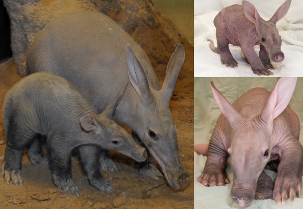 aardvark mother and baby