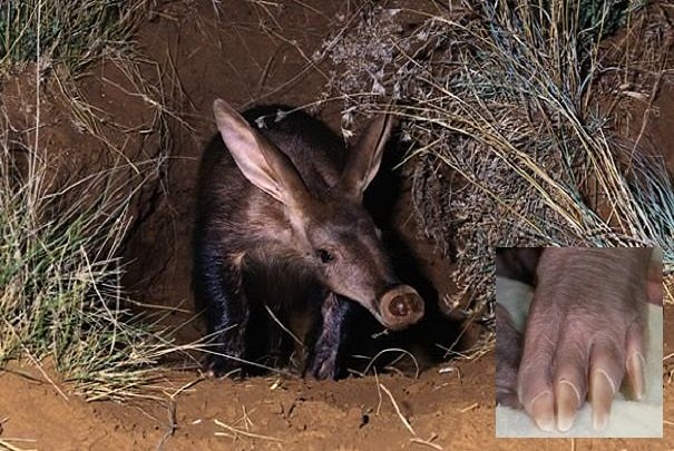 aardvark in burrow
