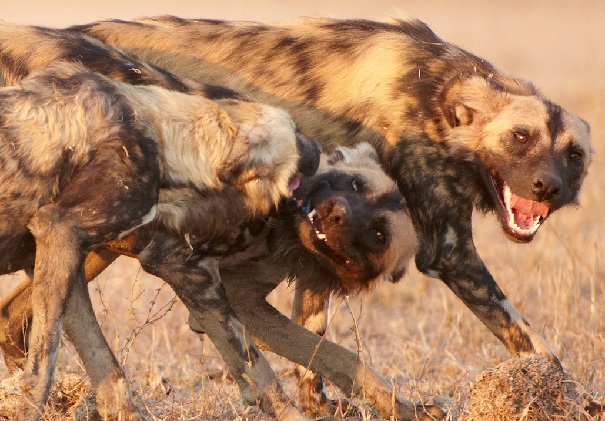 African wild dog rally