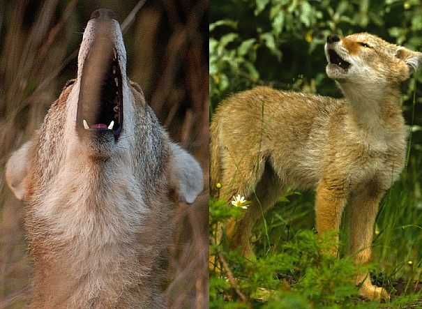 coyote cub howling