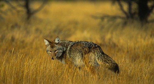 coyote in golden prarie