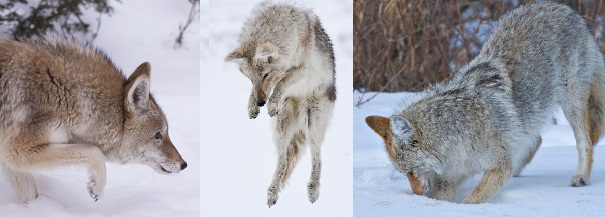 coyotes hunting