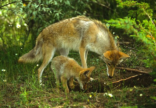 coyote mother and pups