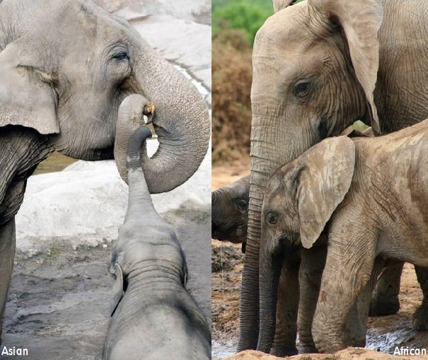 baby elephants and moms