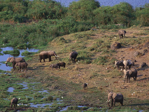 elephant herd