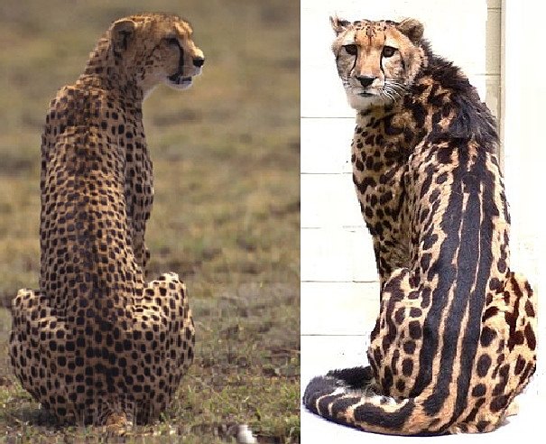 king cheetah comparison side by side